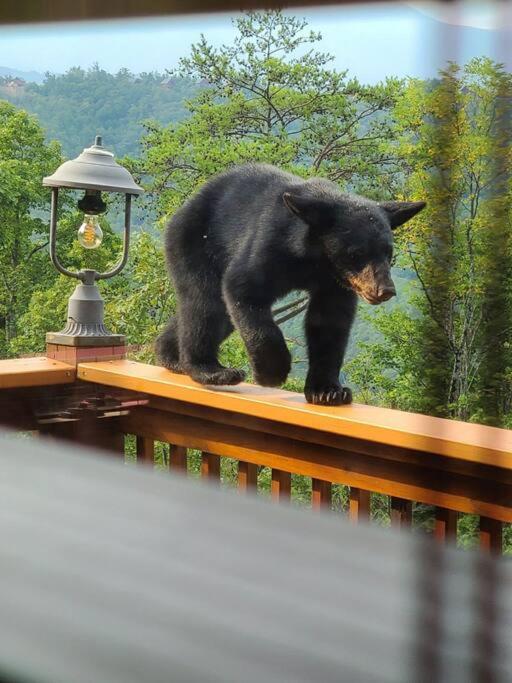 セバービル Yogi'S Den: Breathtaking Views! 3 Min To Dollywood, On 1 Acre!ヴィラ エクステリア 写真